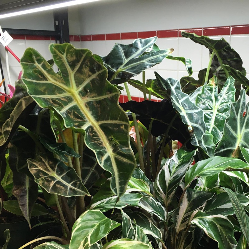Alocasia ‘Polly’ 3″ Pot