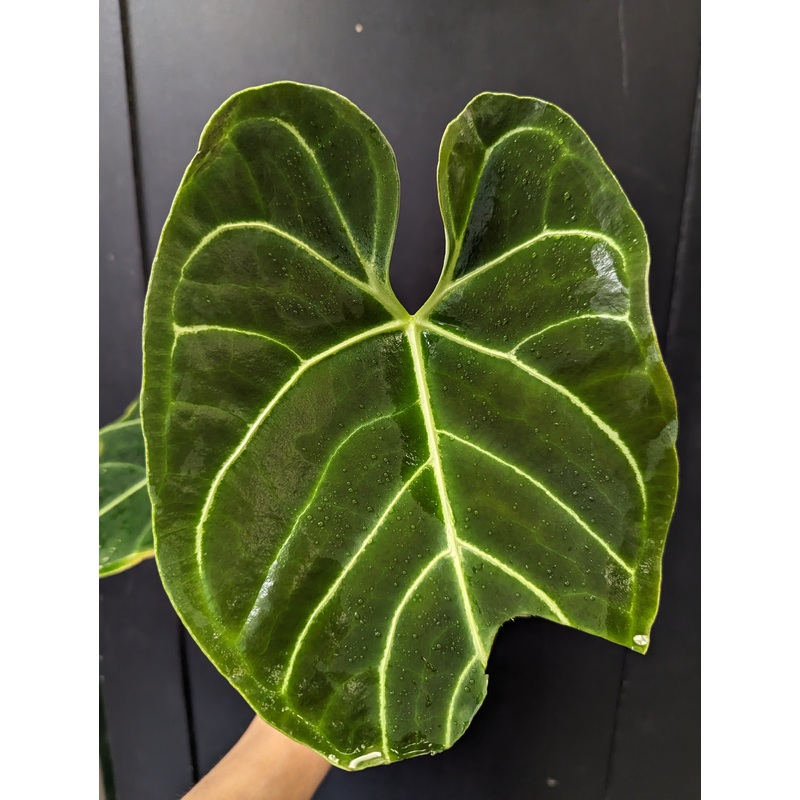 Anthurium regale