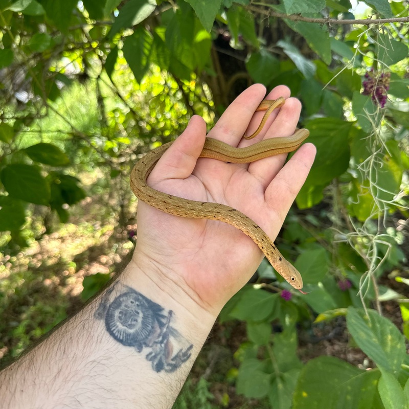 Baby Chinese King Rat Snake Male