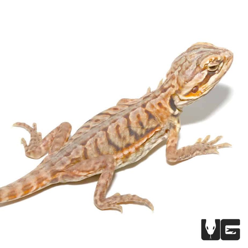 Baby Hypo Silky Bearded Dragons for sale