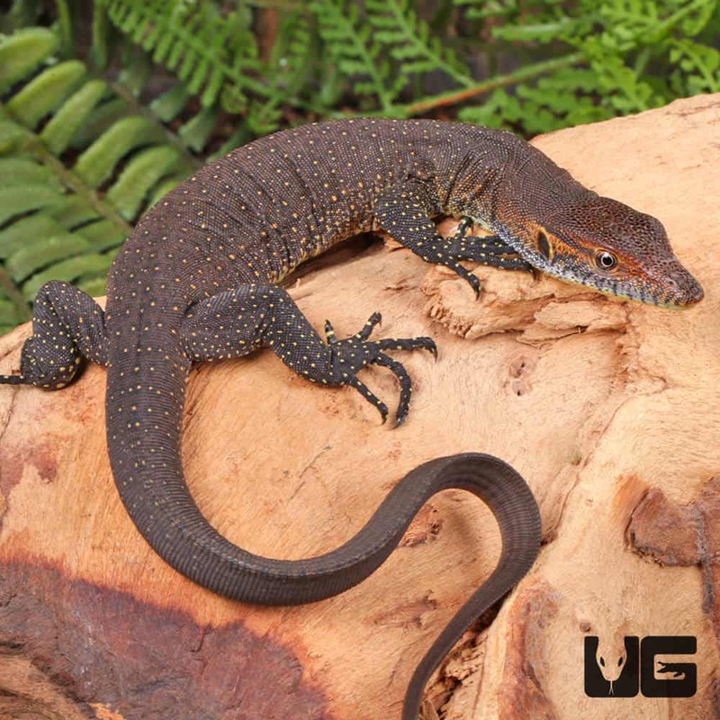 Baby Merten’s Water Monitors For Sale