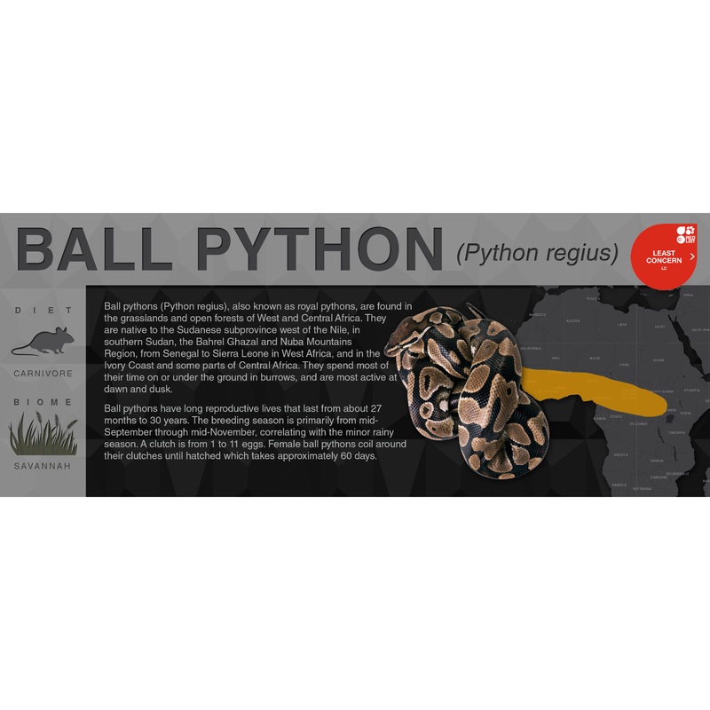 Ball Python (Python regius) – Black Series Vivarium Label Black