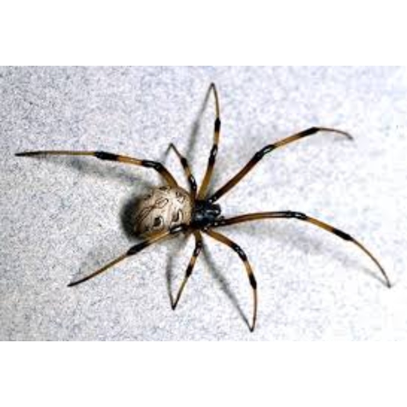 Brown Widow