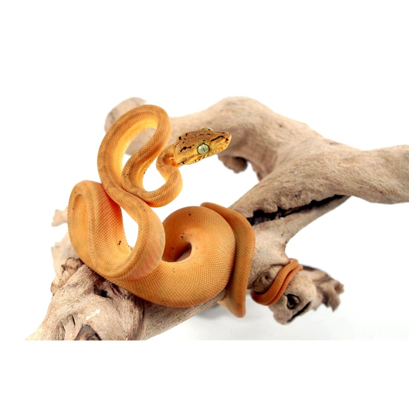 CB Yellow Amazon Tree Boa