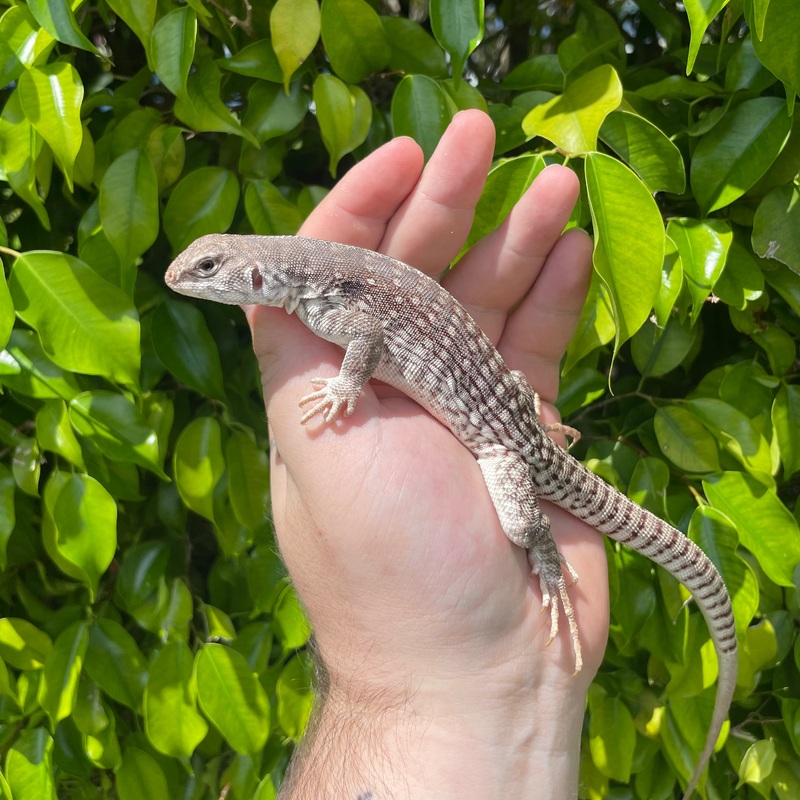 Desert iguana