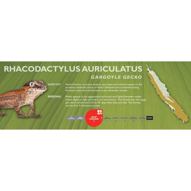 Gargoyle Gecko (Rhacodactylus auriculatus) Classic Vivarium Label