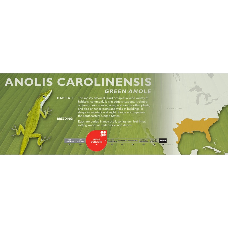 Green Anole (Anolis carolinensis) Classic Vivarium Label