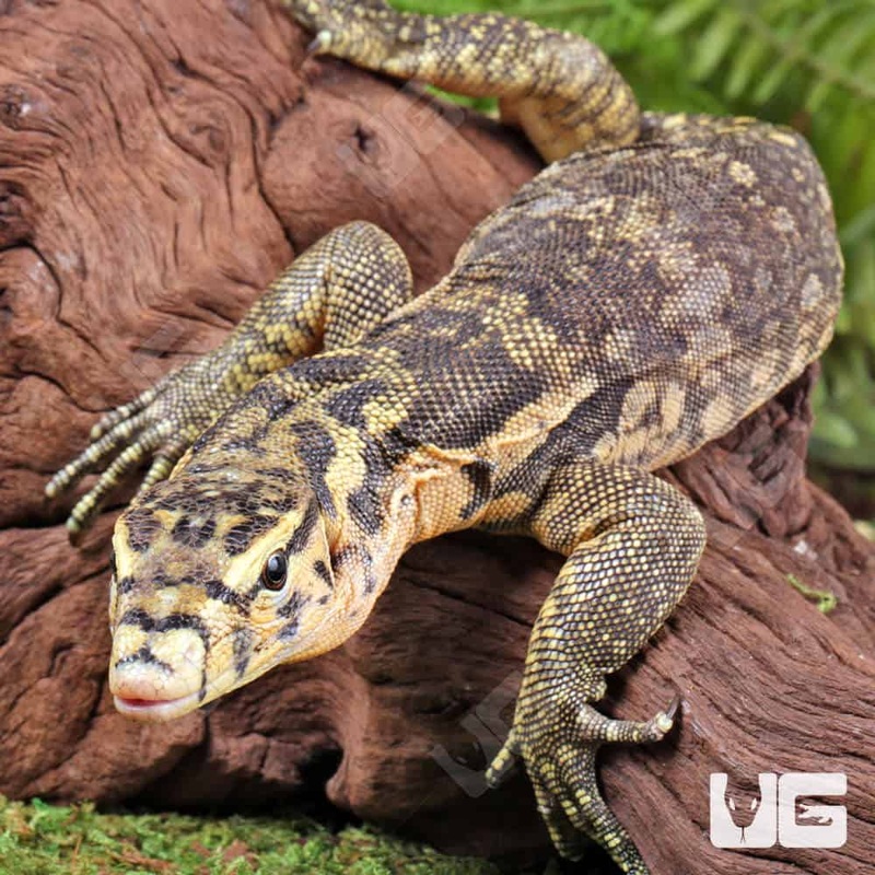 Juvenile Sumbawa Water Monitors For Sale