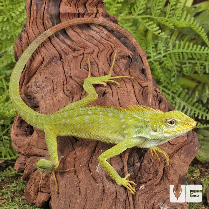 Maned Forest Lizards(Bronchocela jubata) For Sale