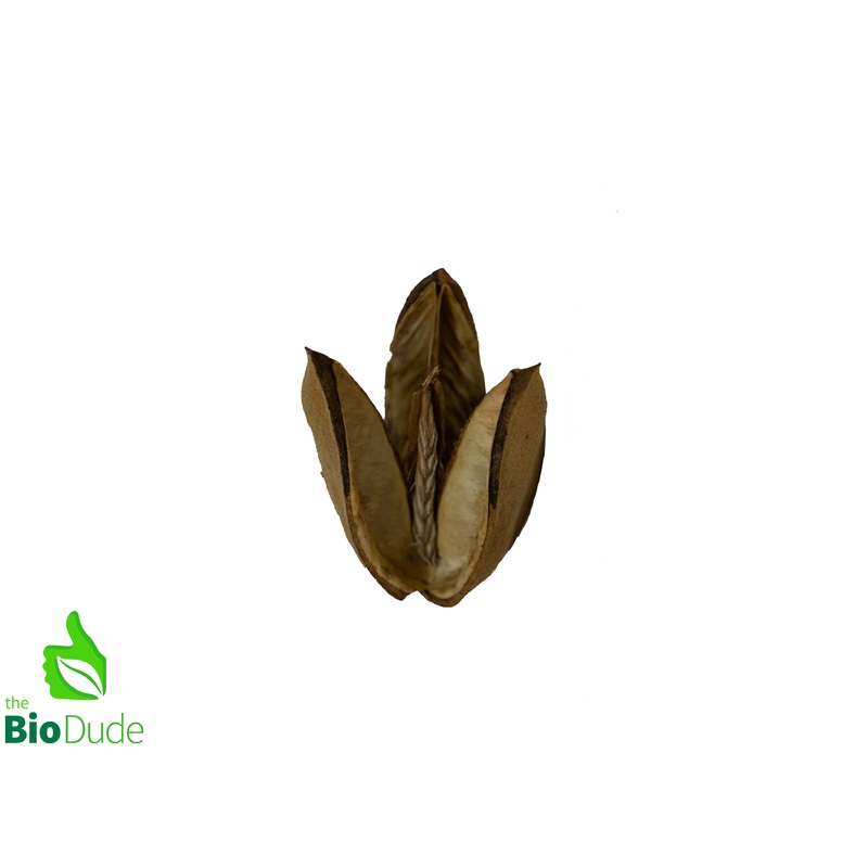 Natural Tridente Heads