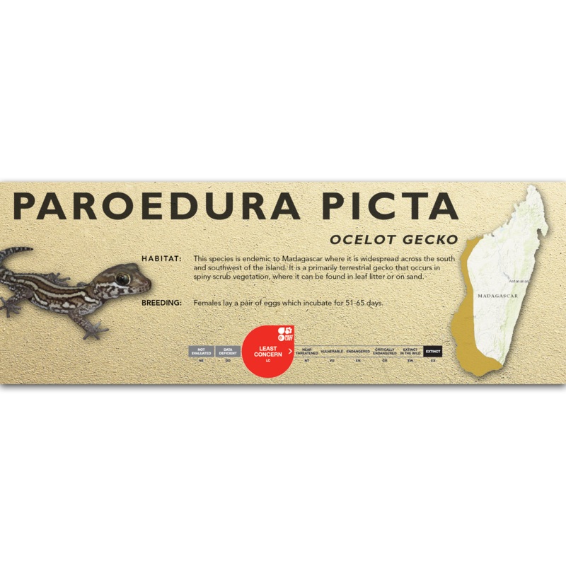 Ocelot Gecko (Paroedura picta) Classic Vivarium Label