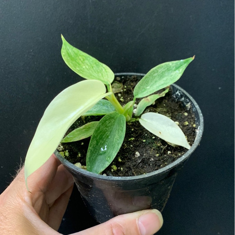 Philodendron Florida Ghost 3.5″ (reverted)