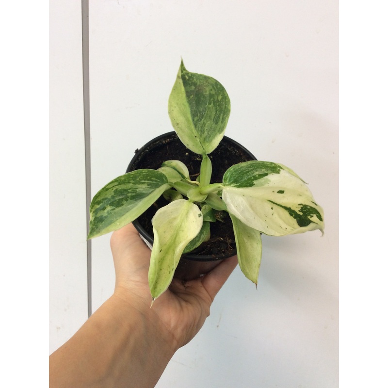 Philodendron Jose Buono Variegated 4″ Pot