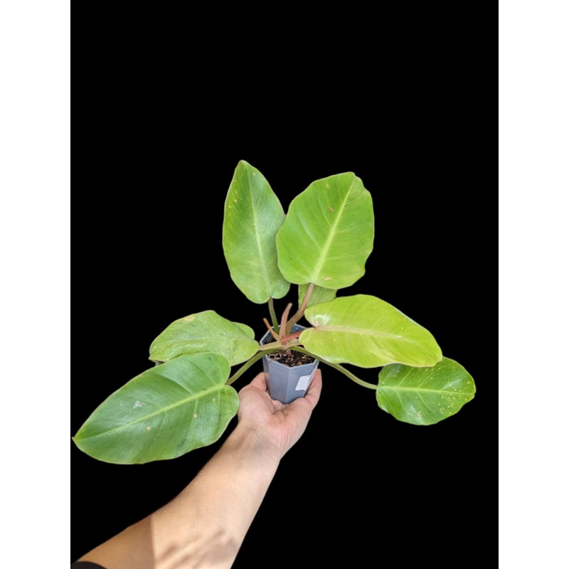Philodendron Jungle Fever 3″ Pot