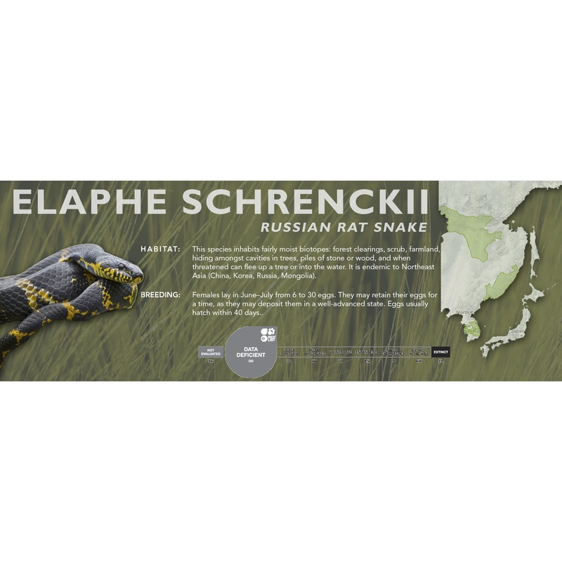 Russian Rat Snake (Elaphe schrenckii) Classic Vivarium Label