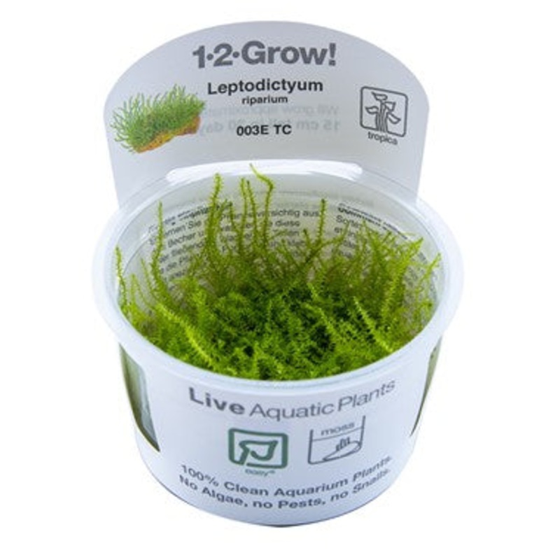 Tropica Leptodictyum riparium 1-2-Grow