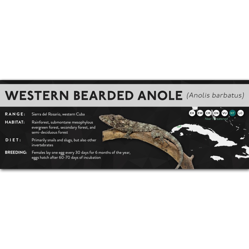 Western Bearded Anole (Anolis barbatus) – X Label Laminated Paper