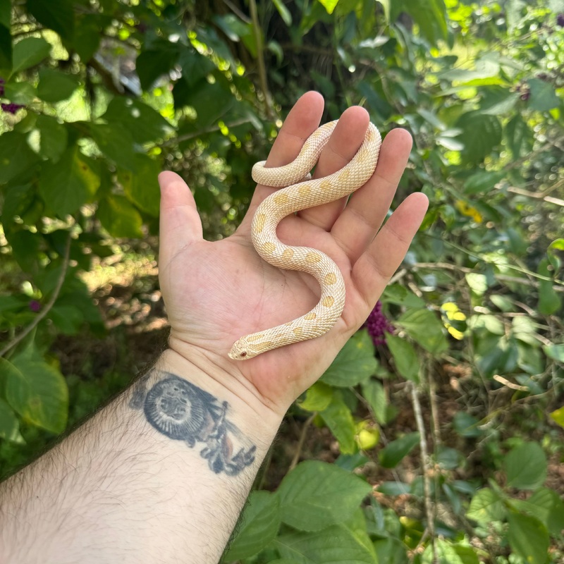 Yearling Artic Albino Anaconda (AAA) Hognose Snake Male