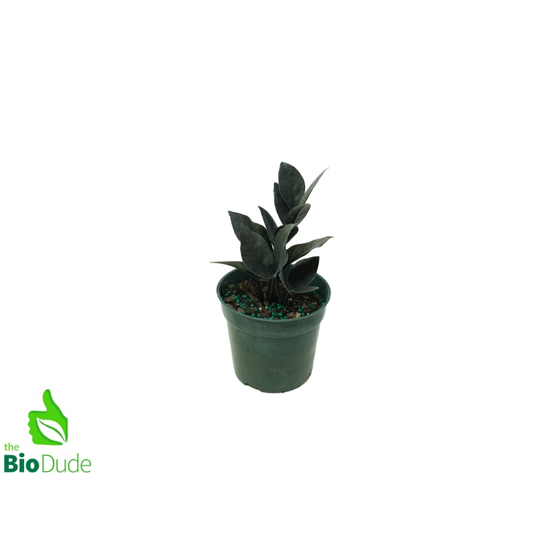 4″ Pot ZZ Raven Plant