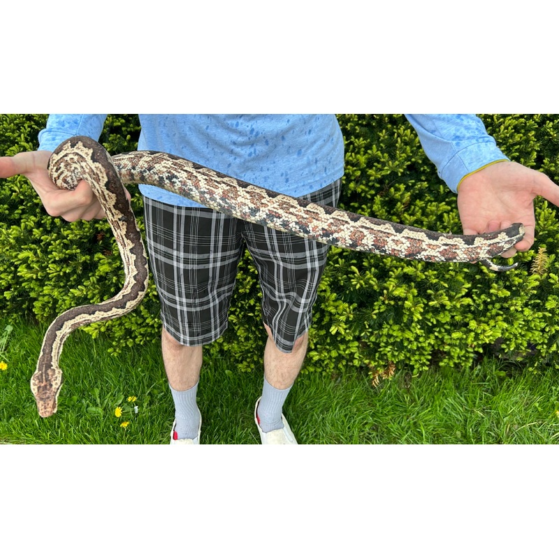 Adult Solomon Island Ground Boa (Poss. Gravid Female 4)