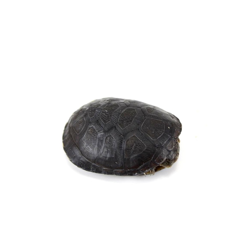 African Sideneck Mud Turtle