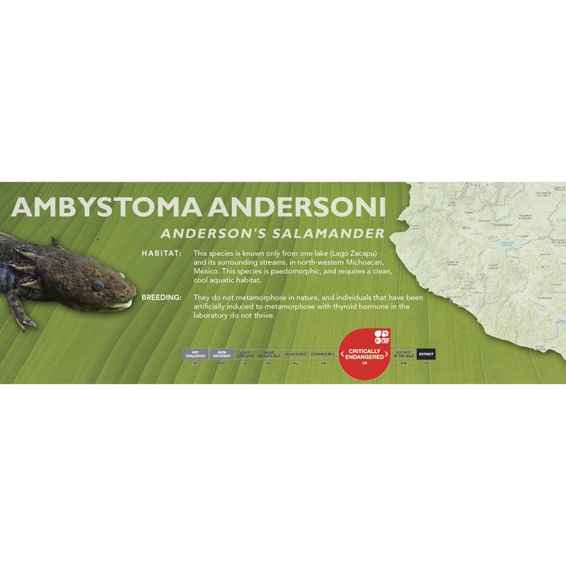 Anderson’s Salamander (Ambystoma andersoni) – Classic Vivarium Label