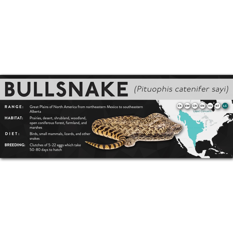 Bullsnake (Pituophis catenifer sayi) – X Label Laminated Paper