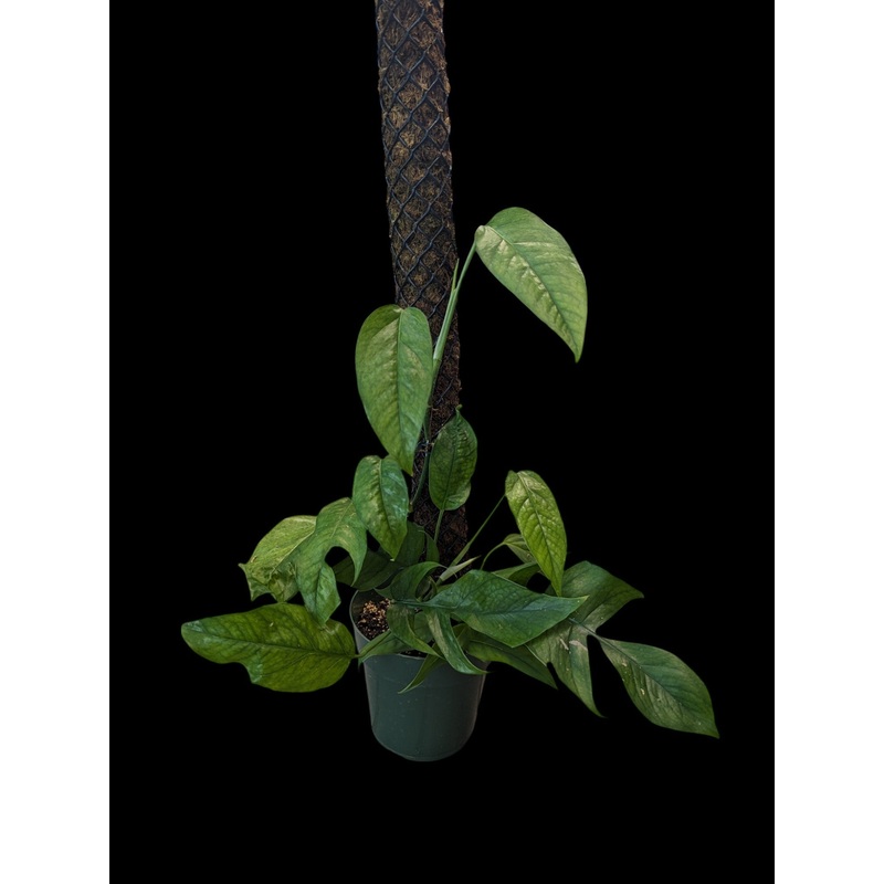 Epipremnum Baltic Blue low variegation with moss pole