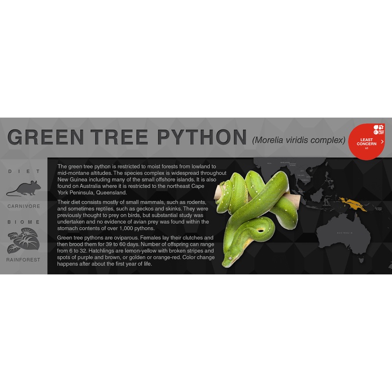 Green Tree Python (Morelia azurea & Morelia viridis) – Black Series Vivarium Label No Locality (Species Complex) Black