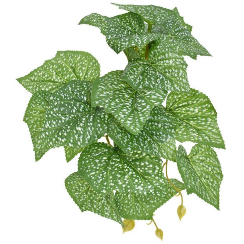 Komodo Spotted Pothos – Small 5″