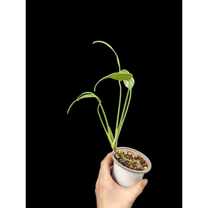 Monstera burle marx flame Regular