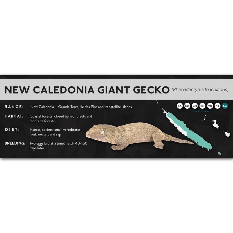 New Caledonia Giant Gecko (Rhacodactylus leachianus) – X Label Laminated Paper