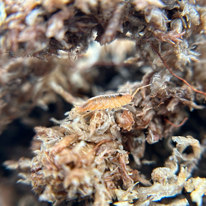 Porcellionides pruinosus (powder orange)