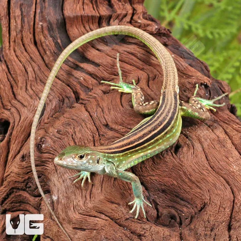Rainbow Whiptail Lizards (Cnemidophorus lemniscatus) For Sale