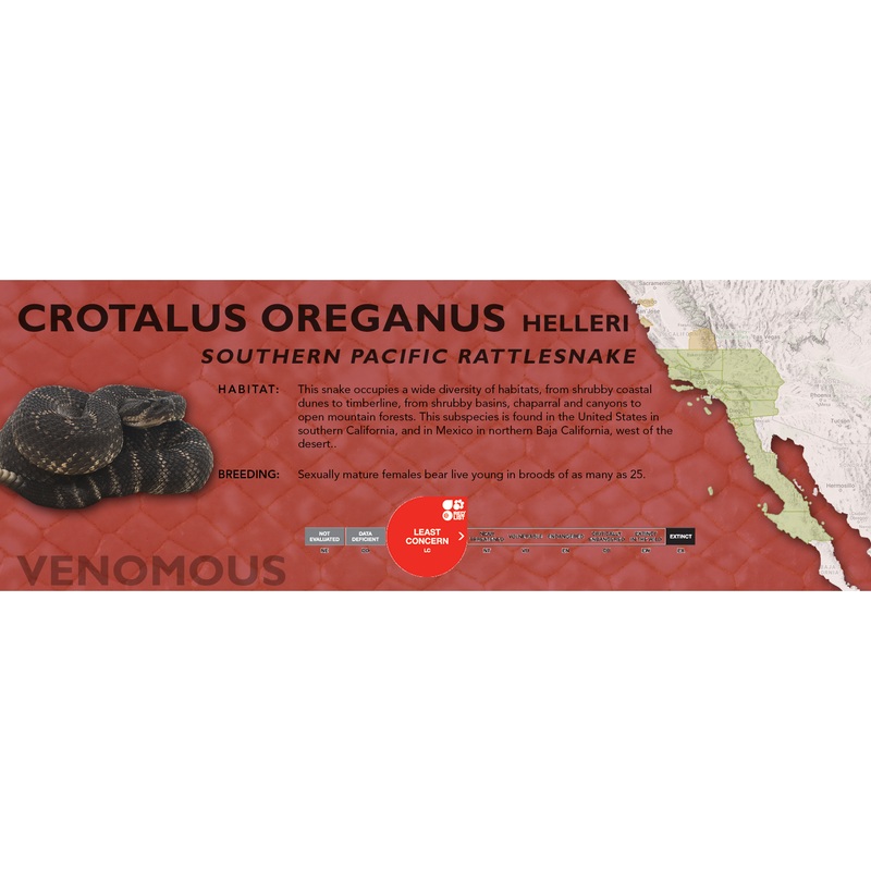 Southern Pacific Rattlesnake (Crotalus oreganus helleri) Classic Vivarium Label Original