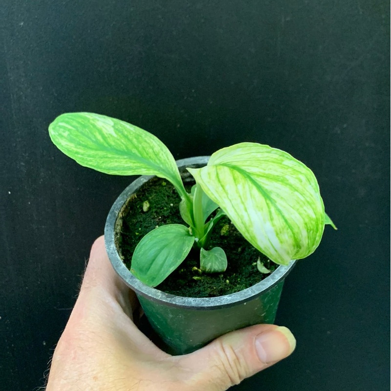 Spathiphyllum Sensation variegated 3.5″ pot