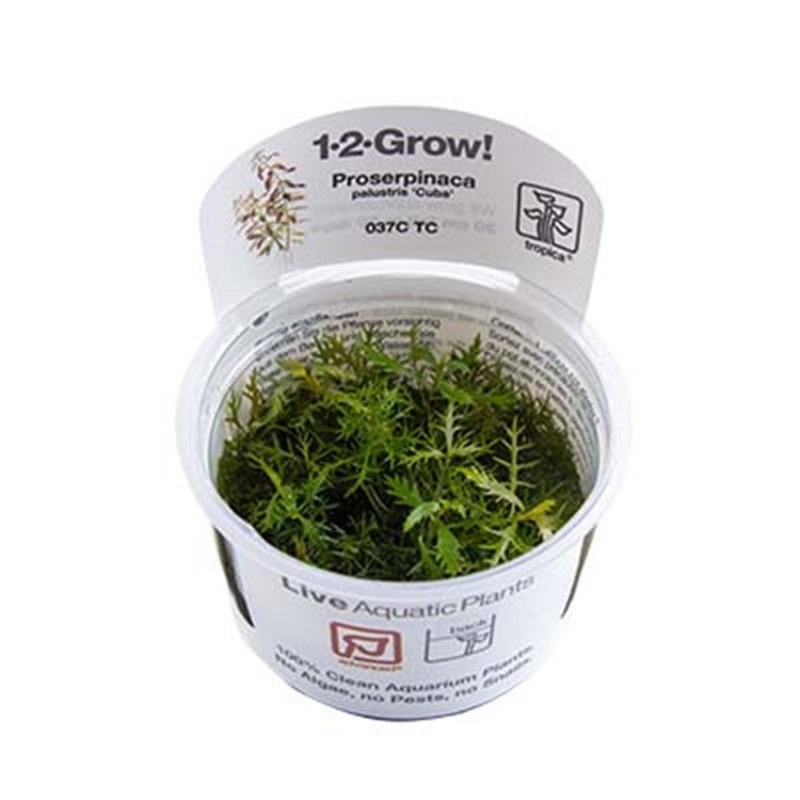 Tropica Proserpinaca palustris Cuba 1-2-Grow