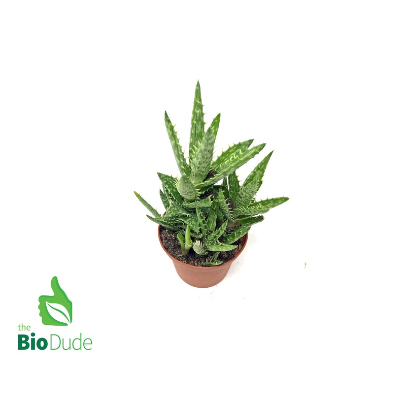 3″ Pot Aloe Tiger Tooth