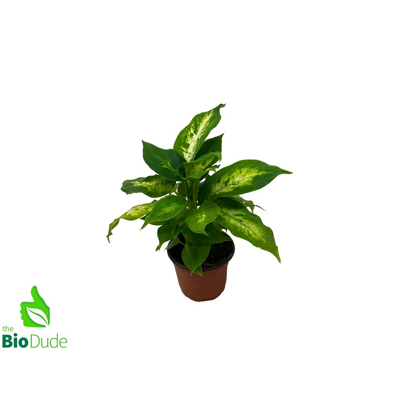 4″ Pot Dieffenbachia Compacta