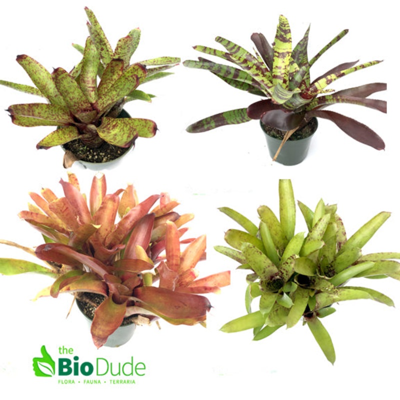 5-Count Offset Bromeliad Neoregelia Sampler Pack