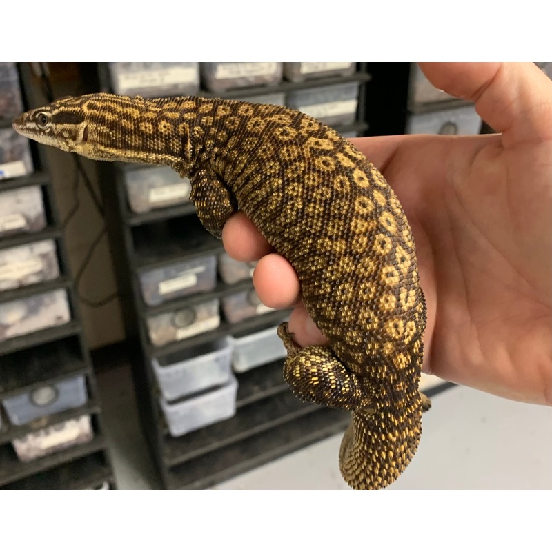 Adult Yellow Ackie Monitor (Imperfect Male)