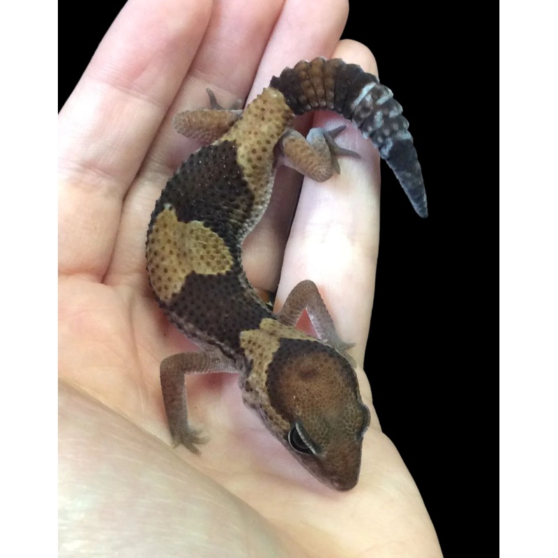 African Fat Tail Gecko (Het Oreo Patternless Stinger)