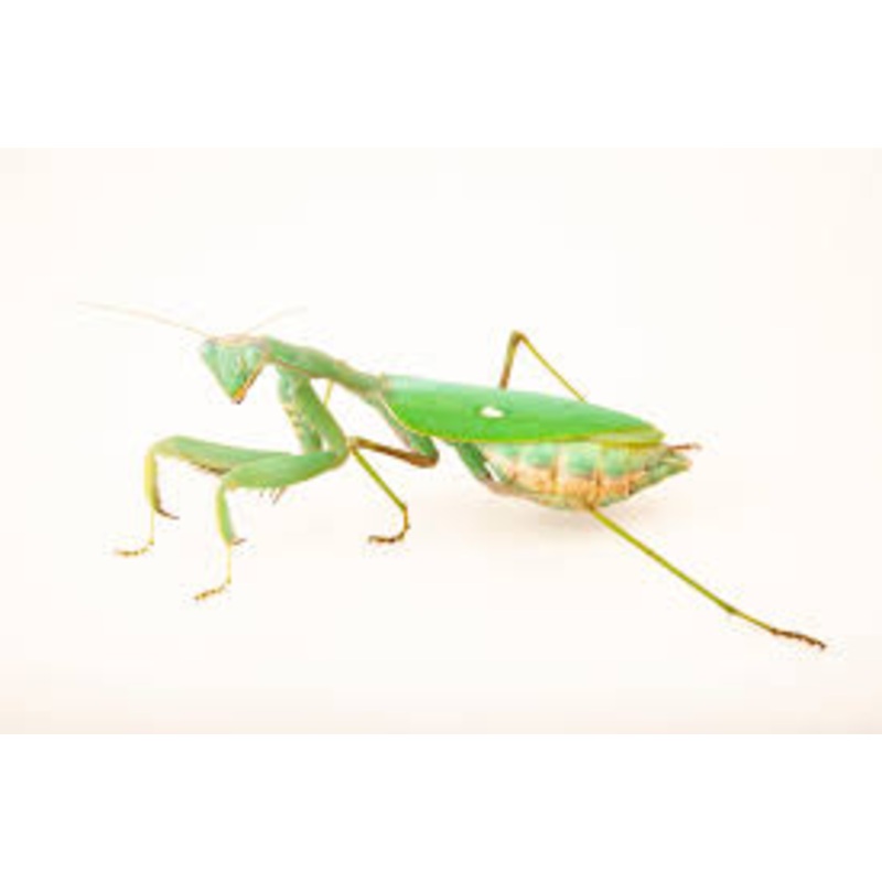 African Giant Mantis