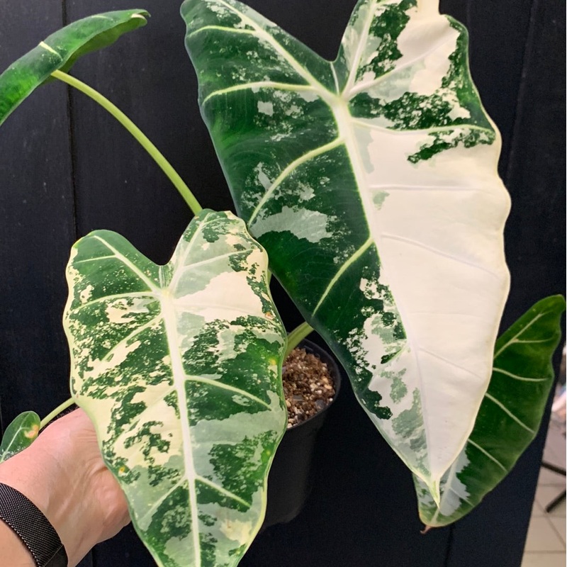 Alocasia Frydek (Variagated) 3″ Pot