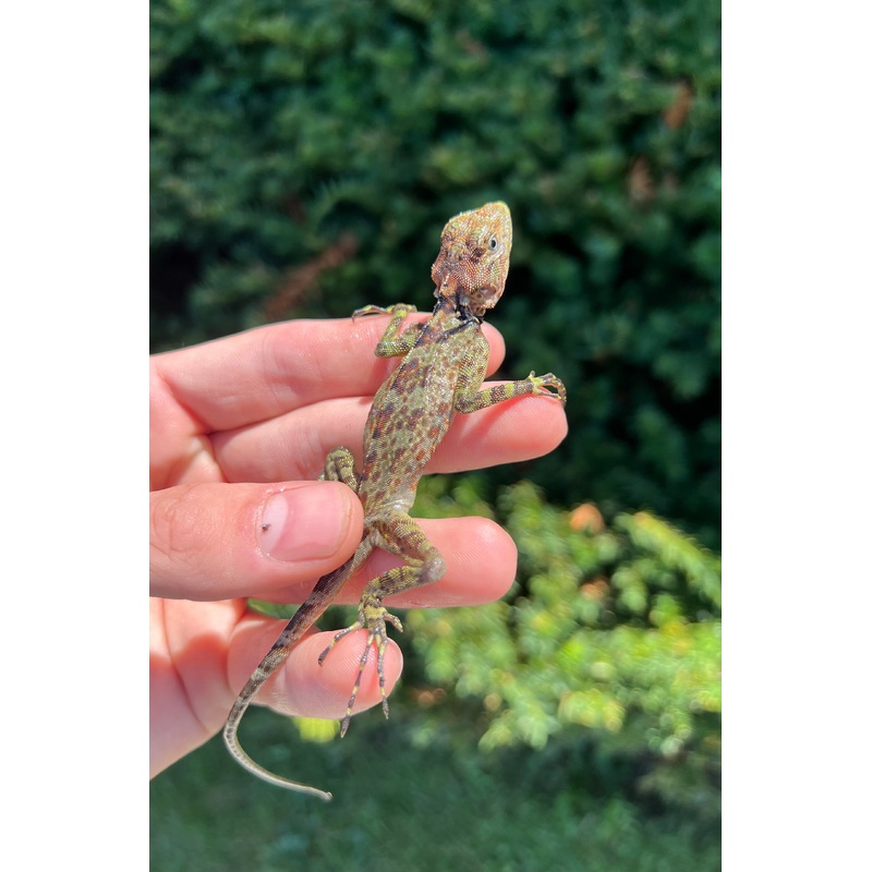 Baby Collared Tree Lizard