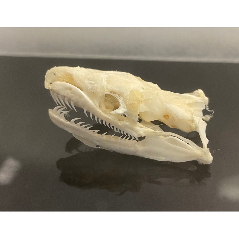 Ball Python Skull