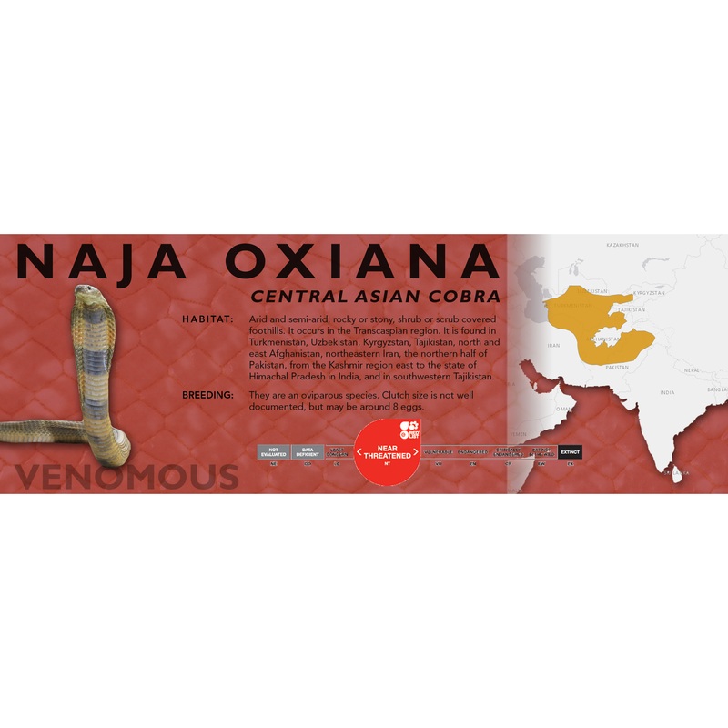 Central Asian Cobra (Naja oxiana) Classic Vivarium Label Original