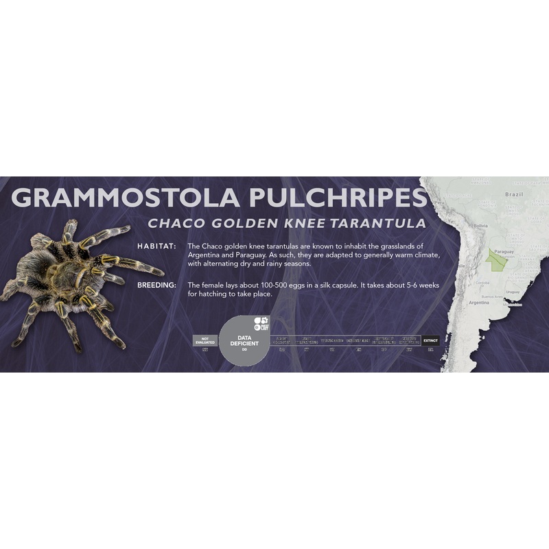 Chaco Golden Knee Tarantula (Grammostola pulchripes) – Classic Vivarium Label