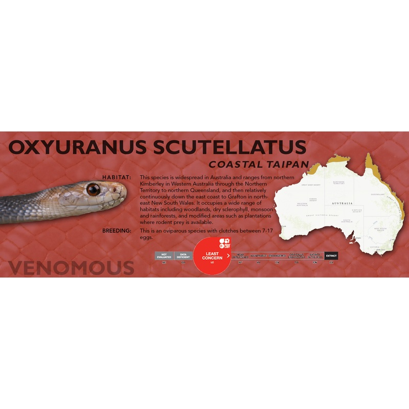 Coastal Taipan (Oxyuranus scutellatus) Classic Vivarium Label Original