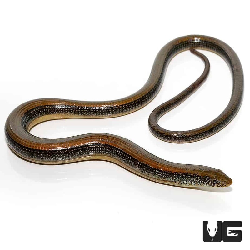Eastern Legless Lizard For Sale